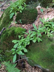 Hylotelephium vulgare, photograph Igor Balashov, CC BY, iNaturalist via GBIF