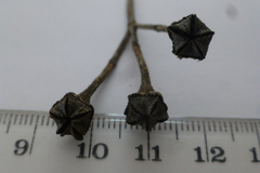 Lampranthus stipulaceus