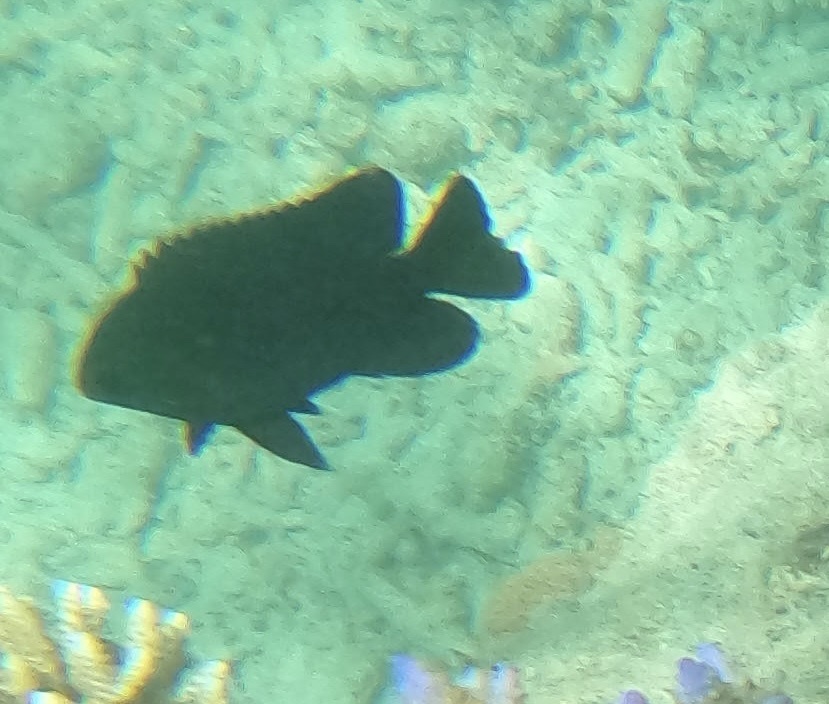 Black Damsel
