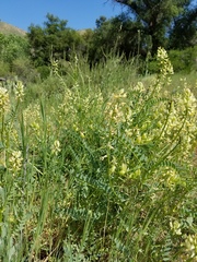 Astragalus deanei