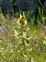 Astragalus deanei