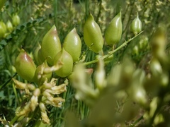 Astragalus deanei