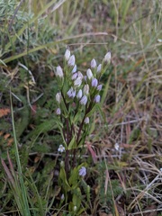 Gentianella magellanica