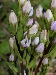 Gentianella magellanica