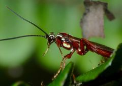 Degithina