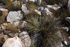 Tetraria triangularis