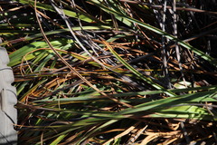 Tetraria triangularis