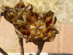 Lampranthus stipulaceus