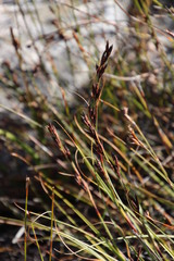 Tetraria triangularis