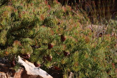 Protea witzenbergiana