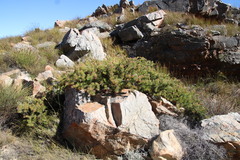 Protea witzenbergiana