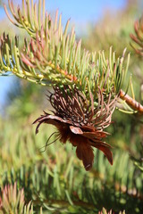 Protea witzenbergiana