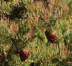 Protea witzenbergiana
