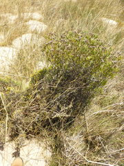 Lampranthus stipulaceus