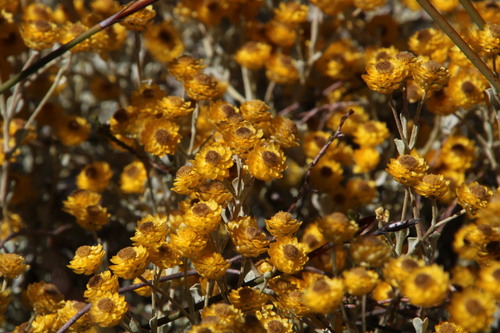 Helichrysum acrophilum observed 2019-01-26