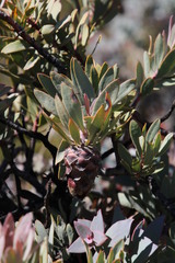 Protea pendula