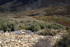 Protea pendula