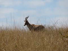 Damaliscus pygargus phillipsi