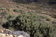 Protea pendula