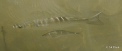 Carangidae