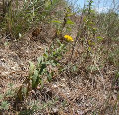 Pentanema germanicum