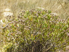 Lampranthus stipulaceus