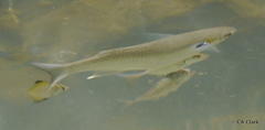 Carangidae