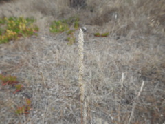Dactylis glomerata hispanica