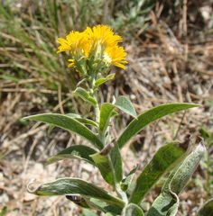 Pentanema germanicum