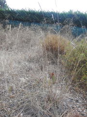 Dactylis glomerata hispanica