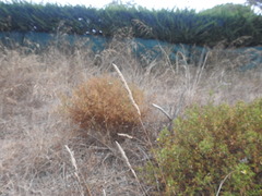 Dactylis glomerata hispanica