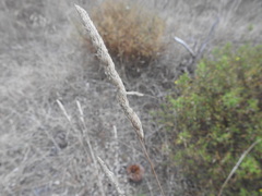 Dactylis glomerata hispanica