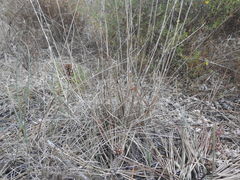 Dactylis glomerata hispanica