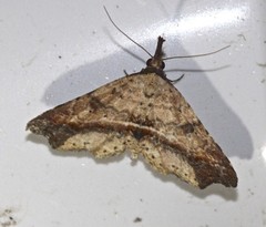 Philogethes metableta