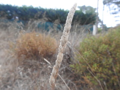 Dactylis glomerata hispanica