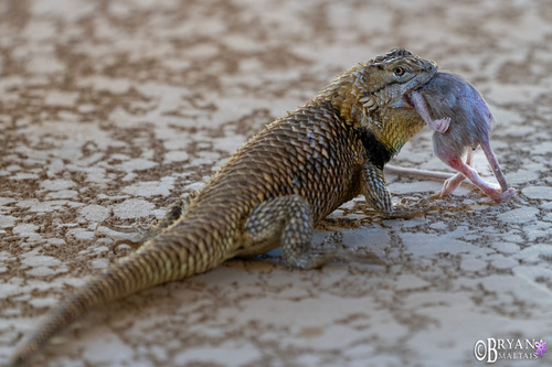 Desert Spiny Lizard, Sun City Grand, Surprise, AZ, USA, photo 9 of 10