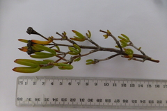 Lampranthus stipulaceus