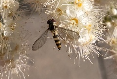 Meliscaeva cinctella image