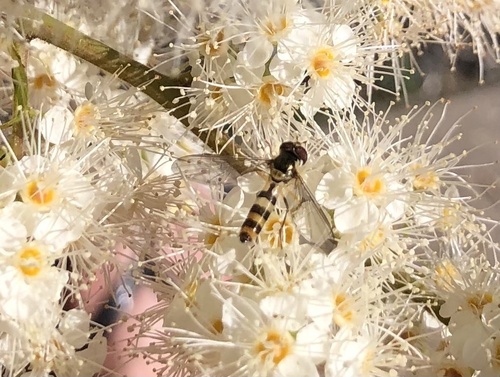 Meliscaeva cinctella image