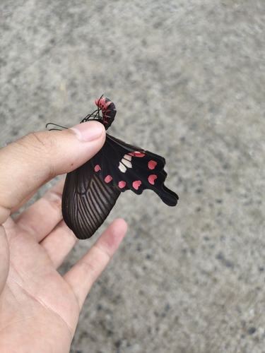 Common Rose Swallowtail