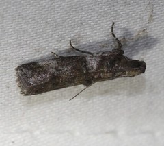Conobathra hemichlaena