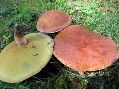 Lanmaoa pseudosensibilis image