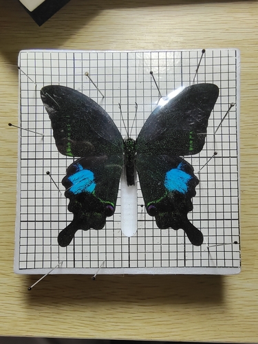 Paris Peacock Swallowtail