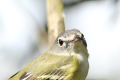 Vireo solitarius