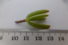 Lampranthus stipulaceus