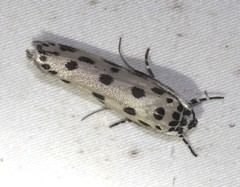 Ethmia sphaerosticha