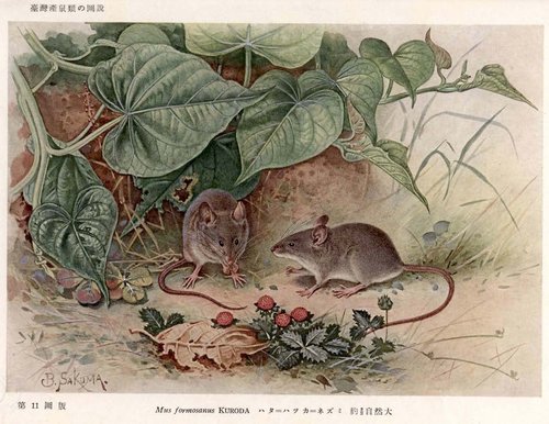 オキナワハツカネズミ