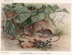 Ryukyu Mouse photo 3