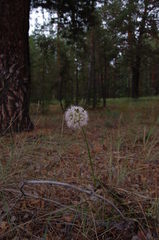 Allium nutans