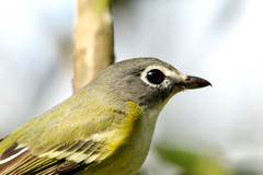 Vireo solitarius